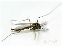 蚊類防治