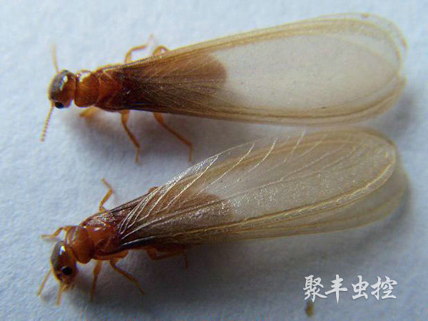 白蟻防治 白蟻防治