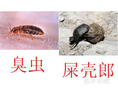 臭蟲防治 臭蟲防治