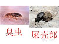 臭蟲防治